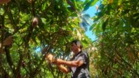 Hajan Paputungan, pria 61 tak percaya, kebun 0,8 hektar milik mampu menghasilkan 50 kilo gram biji kakao kering perbulan.
