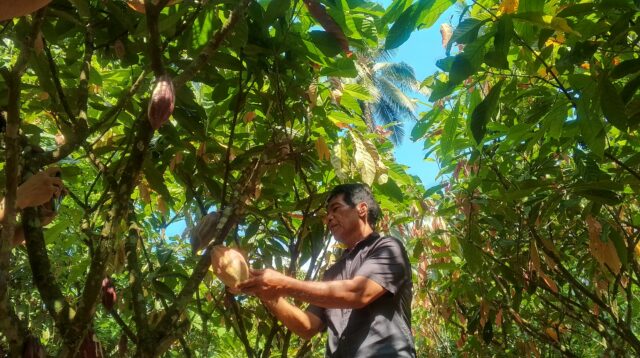 Hajan Paputungan, pria 61 tak percaya, kebun 0,8 hektar milik mampu menghasilkan 50 kilo gram biji kakao kering perbulan.