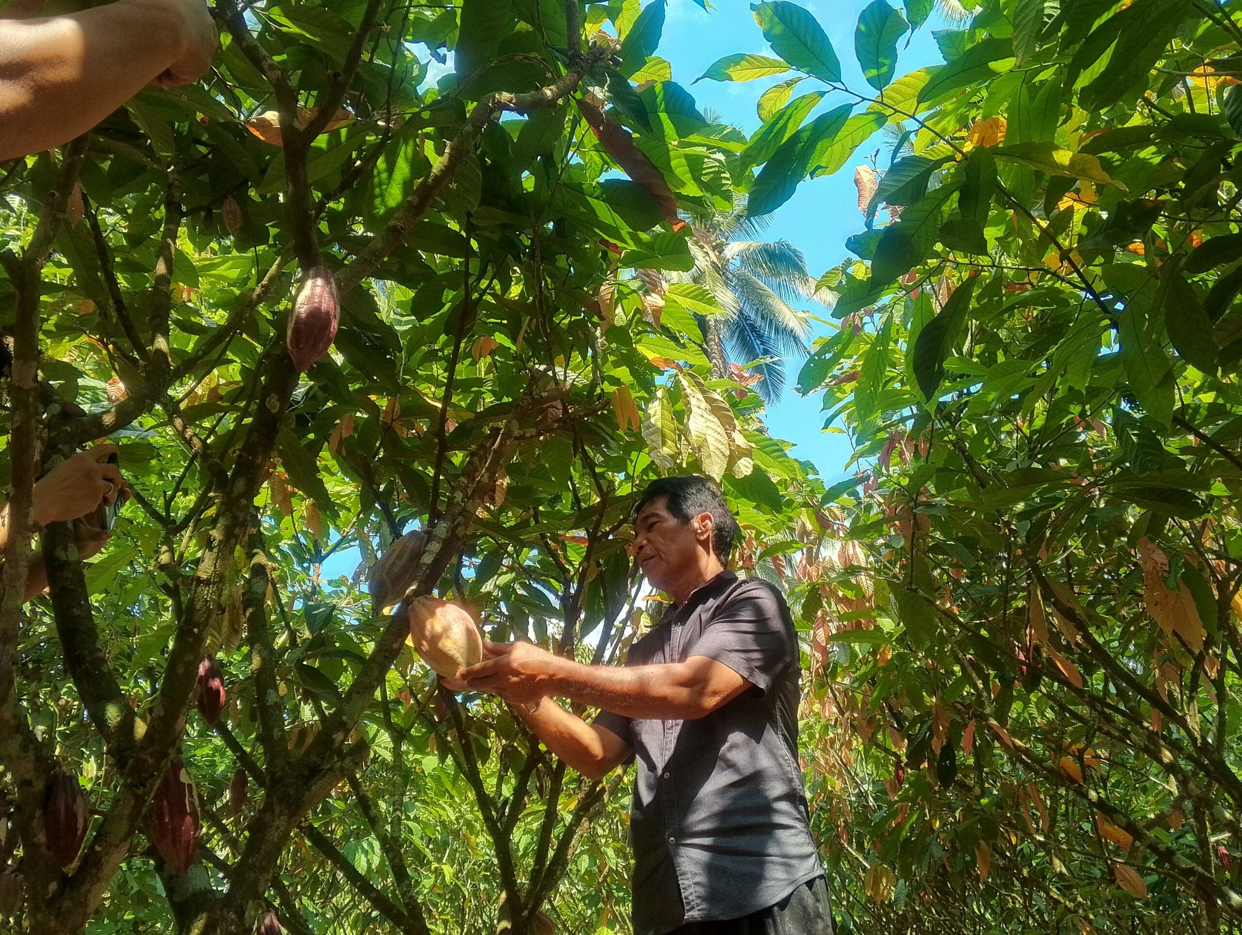 Hajan Paputungan, pria 61 tak percaya, kebun 0,8 hektar milik mampu menghasilkan 50 kilo gram biji kakao kering perbulan.